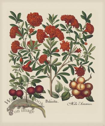 Besler 143 Colored B2